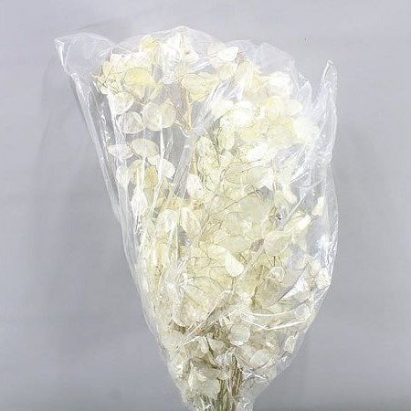 LUNARIA NATURAL ANN XXL (DRIED) 80cm | Wholesale Dutch Flowers & Florist  Supplies UK
