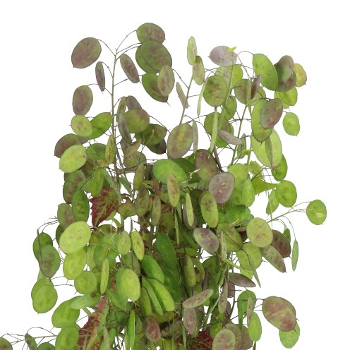 LUNARIA PAARS