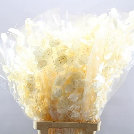 LUNARIA PRESERVED & BLEACHED
