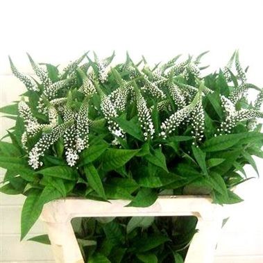 LYSIMACHIA CLETHROIDES