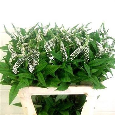 LYSIMACHIA CLETHROIDES