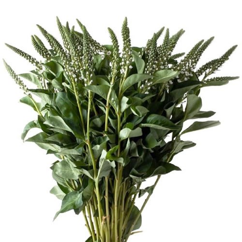 LYSIMACHIA ELISABETH