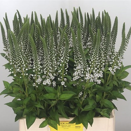 LYSIMACHIA ELISABETH