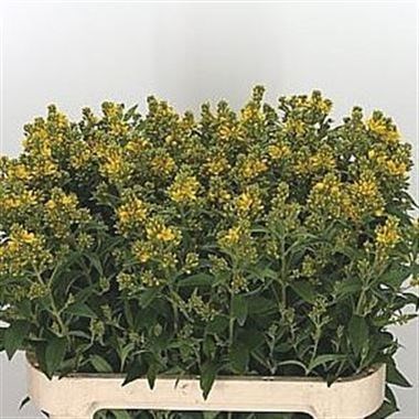 LYSIMACHIA VULGARIS