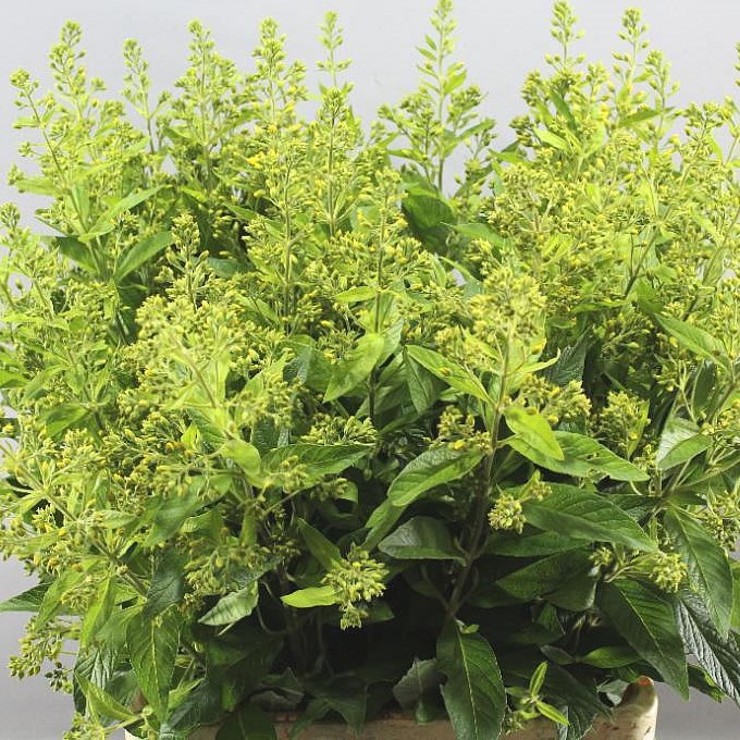 LYSIMACHIA VULGARIS