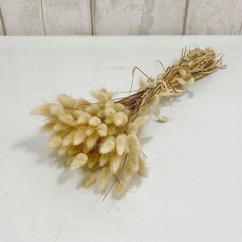 Lagurus Baby Posy (Dried) 35cm Wholesale Dried Flowers UK Preserved