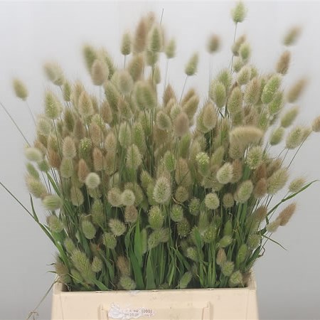 Lagurus Fresh (Hare's Tail)