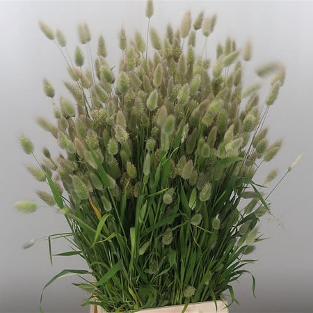 Lagurus Fresh (Hare's Tail)