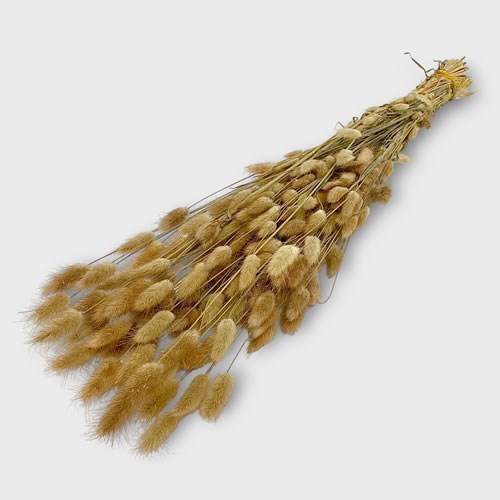 Lagurus Natural (Dried)