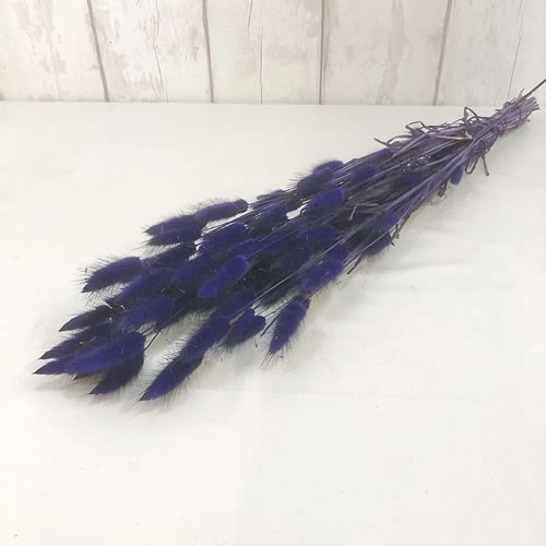 Lagurus Purple (100gm Bunch)