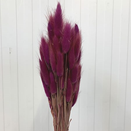Lagurus Purple (100gm Bunch)