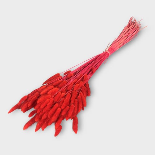 Lagurus Red Dried (50gm Bunch)