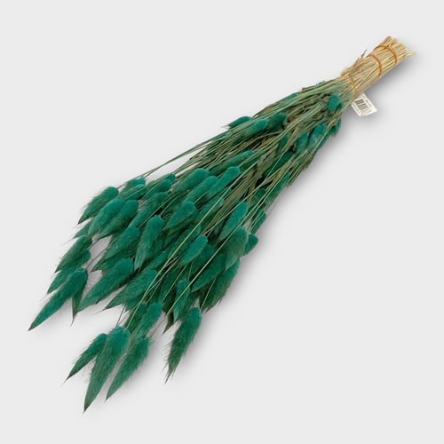 Lagurus Turquoise Dried (100gm Bunch)