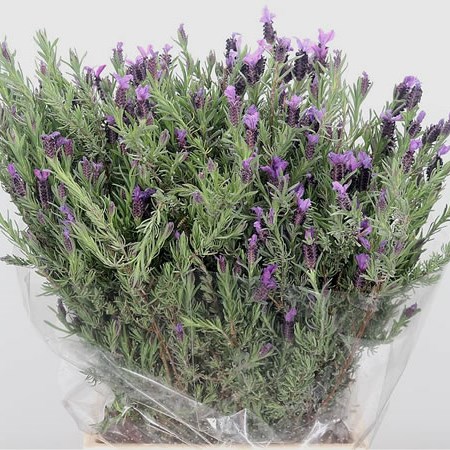 Lavender (Butterfly)