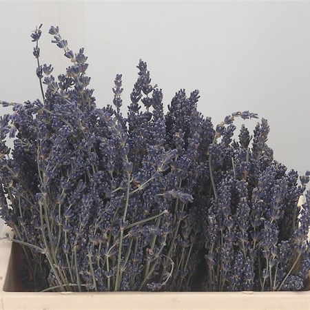 Lavender Dark Purple (Dried)