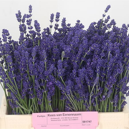 Lavender (Fresh)
