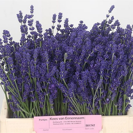 Lavender (Fresh)