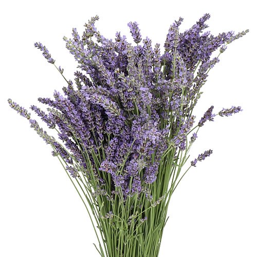 Lavender (Fresh) 40cm Wholesale Dutch Flowers & Florist Supplies UK