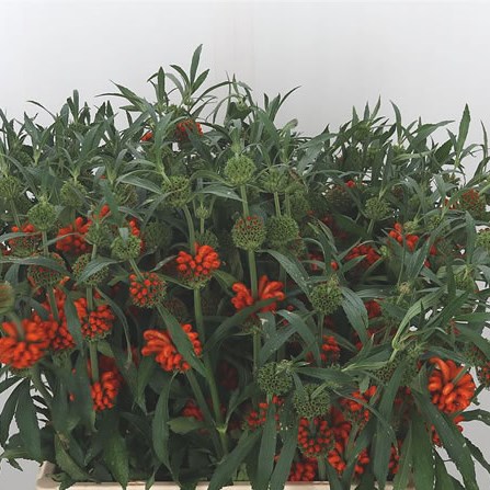 Leonotis Leonurus