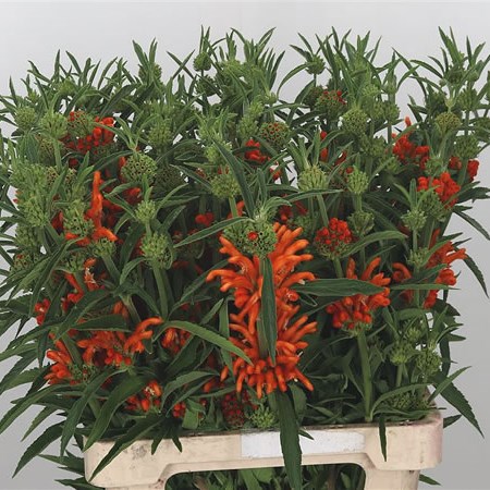 Leonotis Leonurus