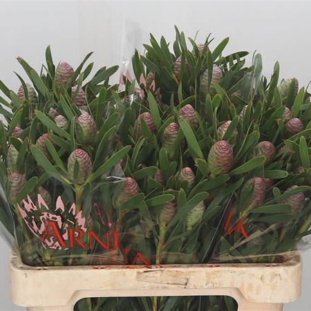 Leucadendron Ayoba Pink Pearl