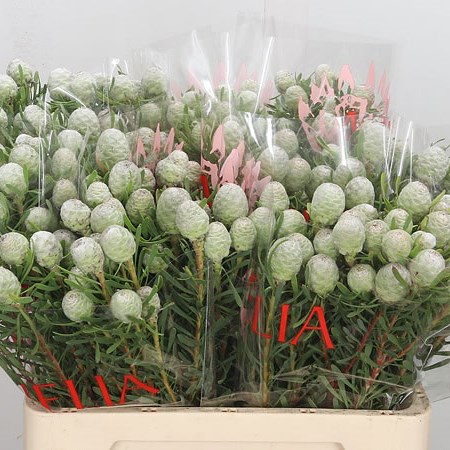 Leucadendron Ayoba Silver Pearl