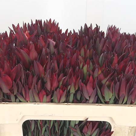 Leucadendron Blush Spray