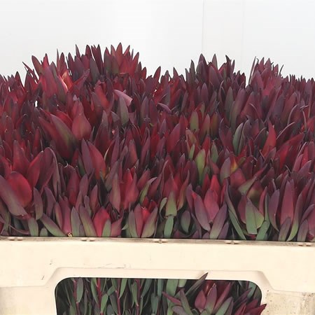 Leucadendron Blush Spray