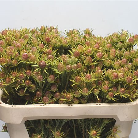 Leucadendron Cape Spice