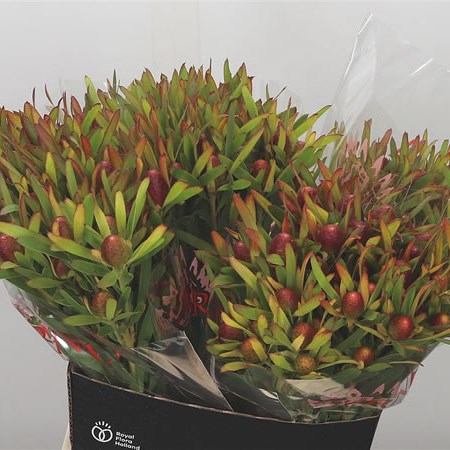 Leucadendron Cherry Pearl