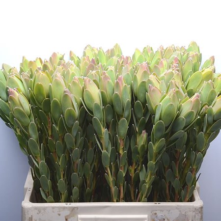 Leucadendron Discolor