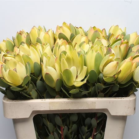 Leucadendron Discolor Yellow