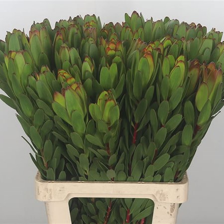 Leucadendron Goldstrike