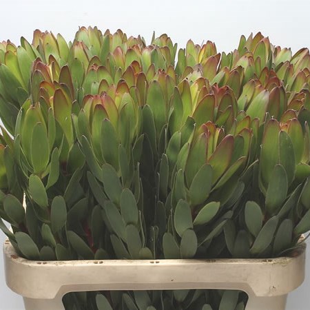 Leucadendron Goldstrike