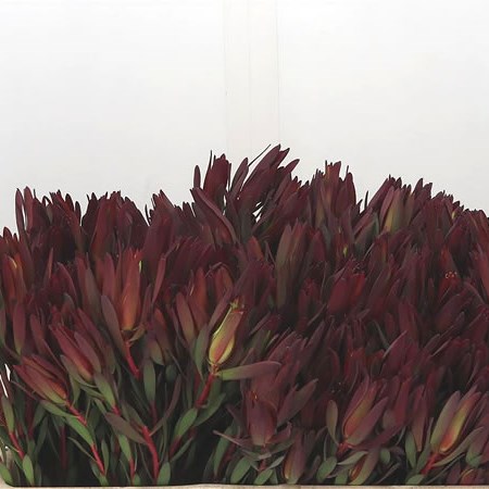 Leucadendron Harvest Girl (Spray)