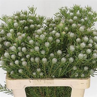 Leucadendron Jade Pearl (spray)