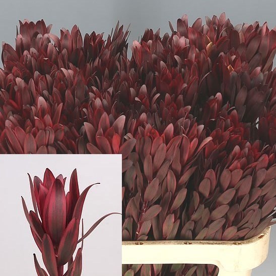 Leucadendron Jester