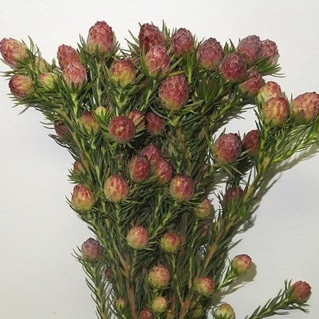 Leucadendron Jubilee Crown