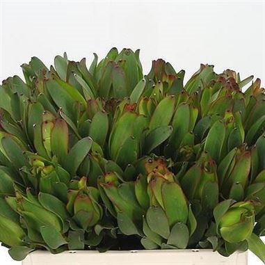 LEUCADENDRON LAUREL YELLOW