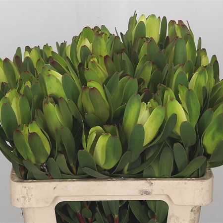 Leucadendron Laurel Yellow