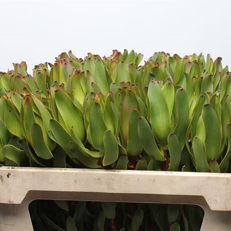 Leucadendron Laurel Yellow