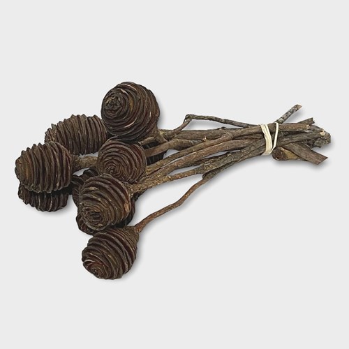 Clearance Item - Dried Leucadendron Natural 