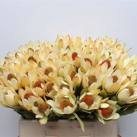 Leucadendron Pom Pom 40cm | Wholesale Dutch Flowers & Florist Supplies UK