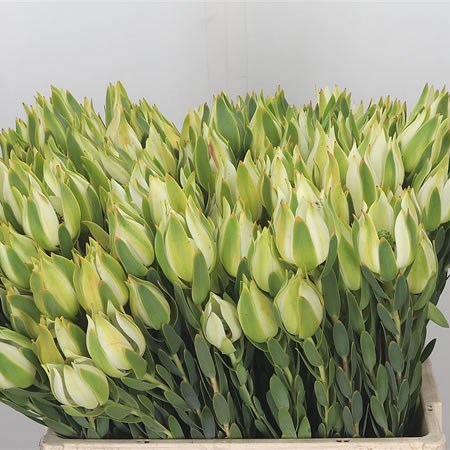 Leucadendron Procerum (Spray)