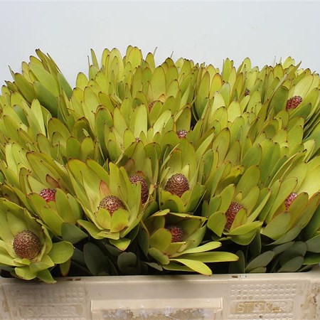 Leucadendron Rosette