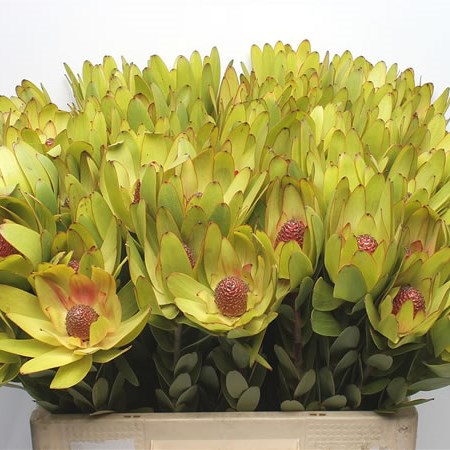 Leucadendron Rosette