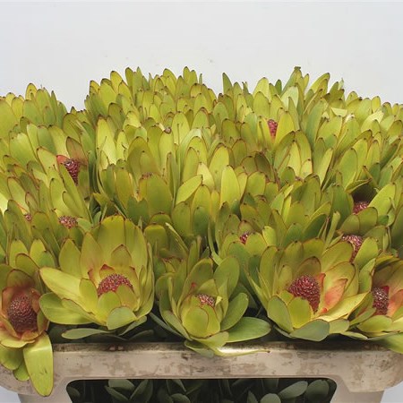 Leucadendron Rosette