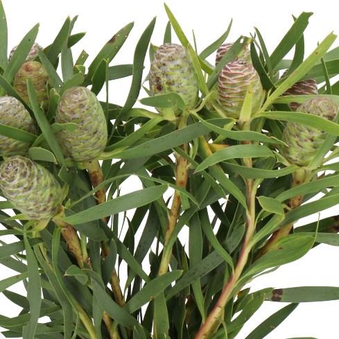 Leucadendron Sabulosum