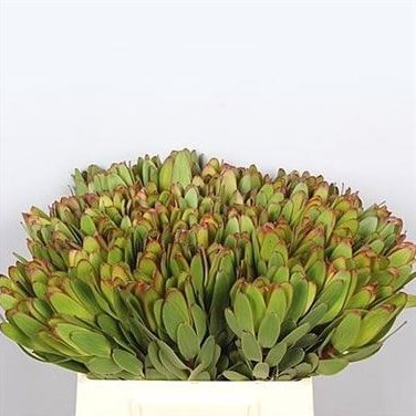 LEUCADENDRON SAFARI GOLDSTRIKE