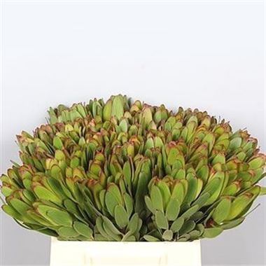 Leucadendron Safari Goldstrike